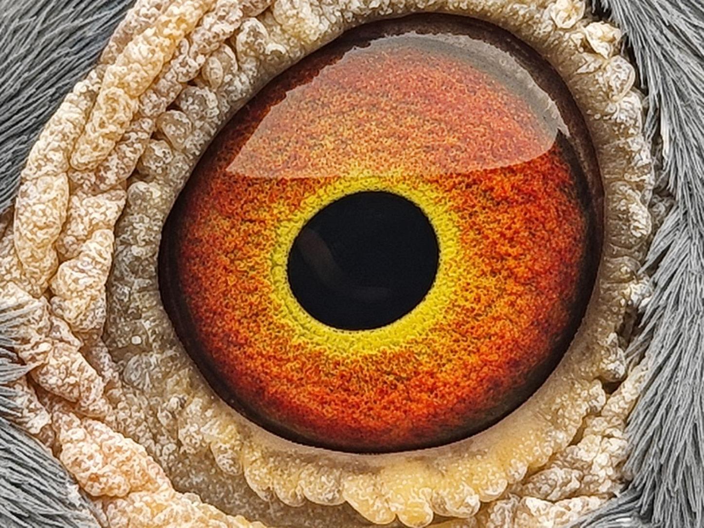 Pigeon eye